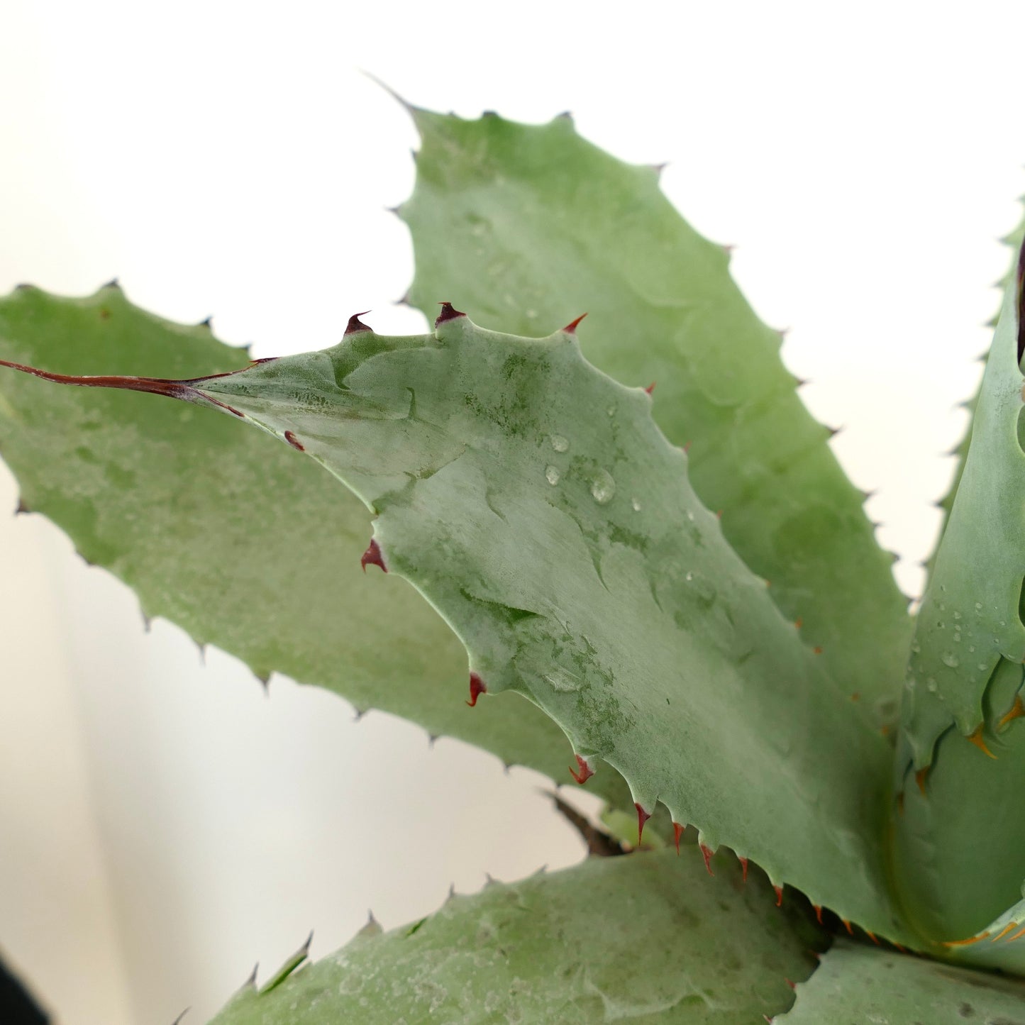 Agave ovatifolia X Agave verschaffeltii