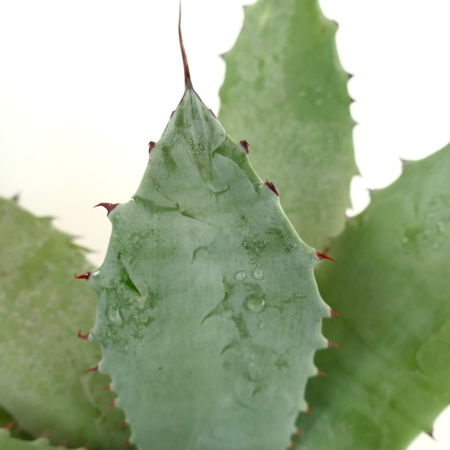 Agave ovatifolia X Agave verschaffeltii