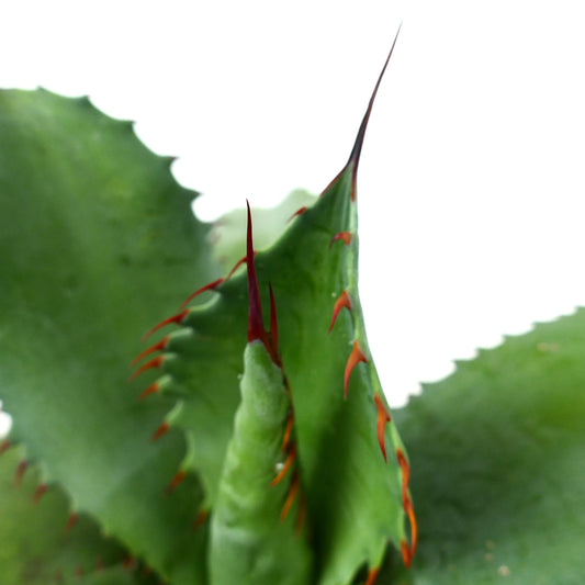 Agave ovatifolia x Agave bovicornuta succulent with thick green leaves and prominent red spines