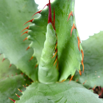 Agave ovatifolia x Agave bovicornuta succulent with thick green leaves and prominent red spines