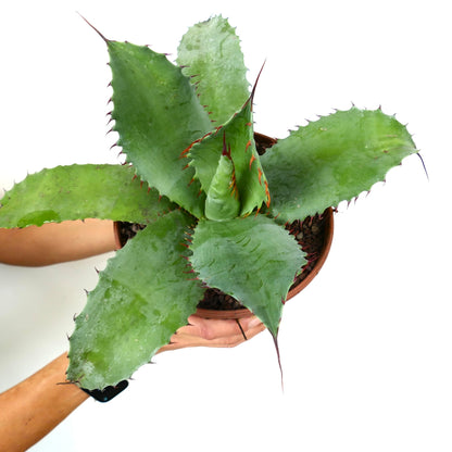 Agave ovatifolia x Agave bovicornuta succulent with broad green leaves and reddish spines