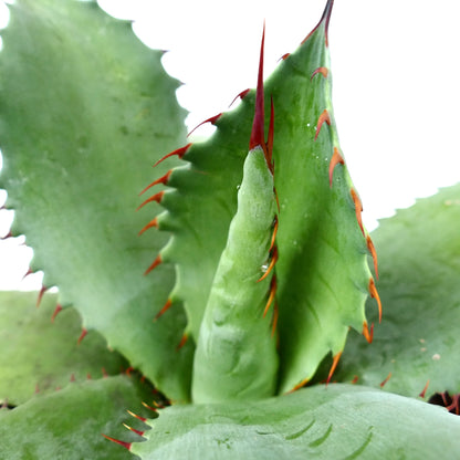 Agave ovatifolia x Agave bovicornuta succulent with thick green leaves and prominent red spines