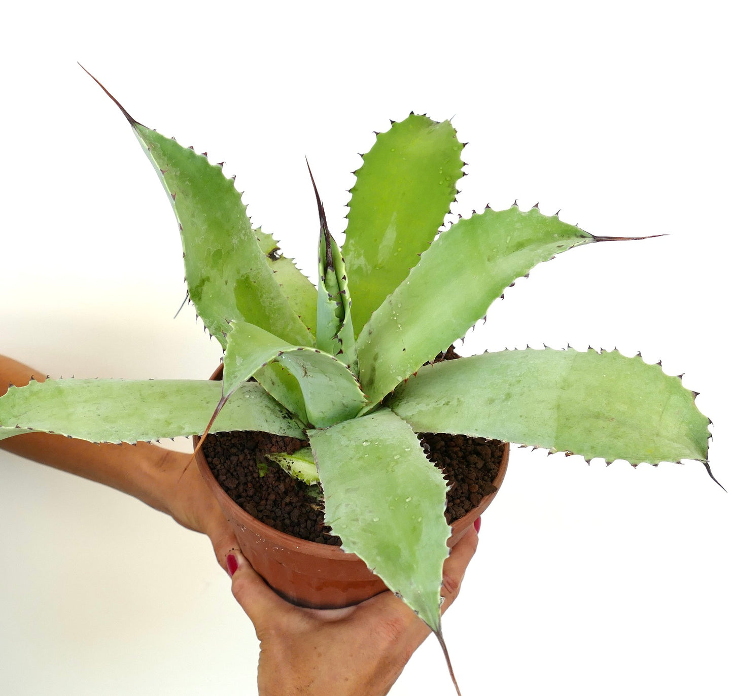 Agave ovatifolia x Agave celsii X Agave eborispina