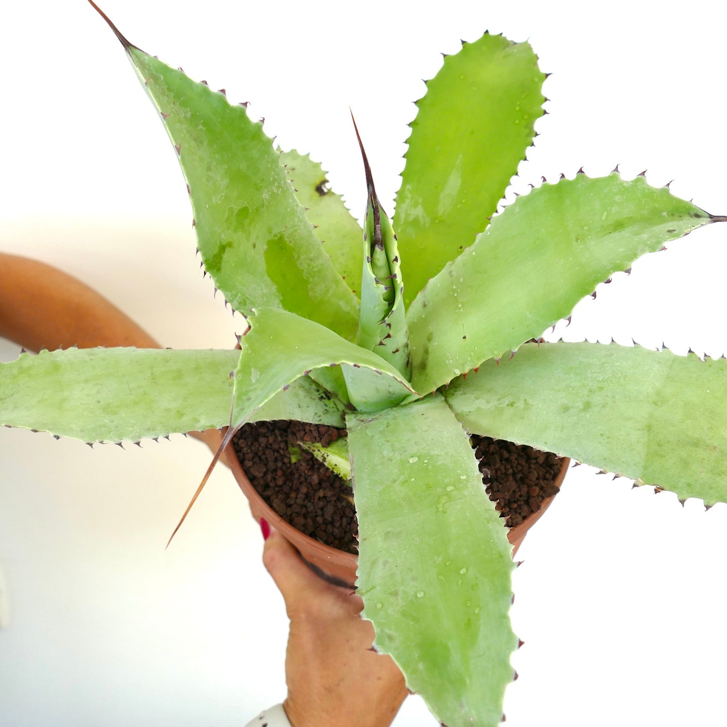 Agave ovatifolia x Agave celsii X Agave eborispina