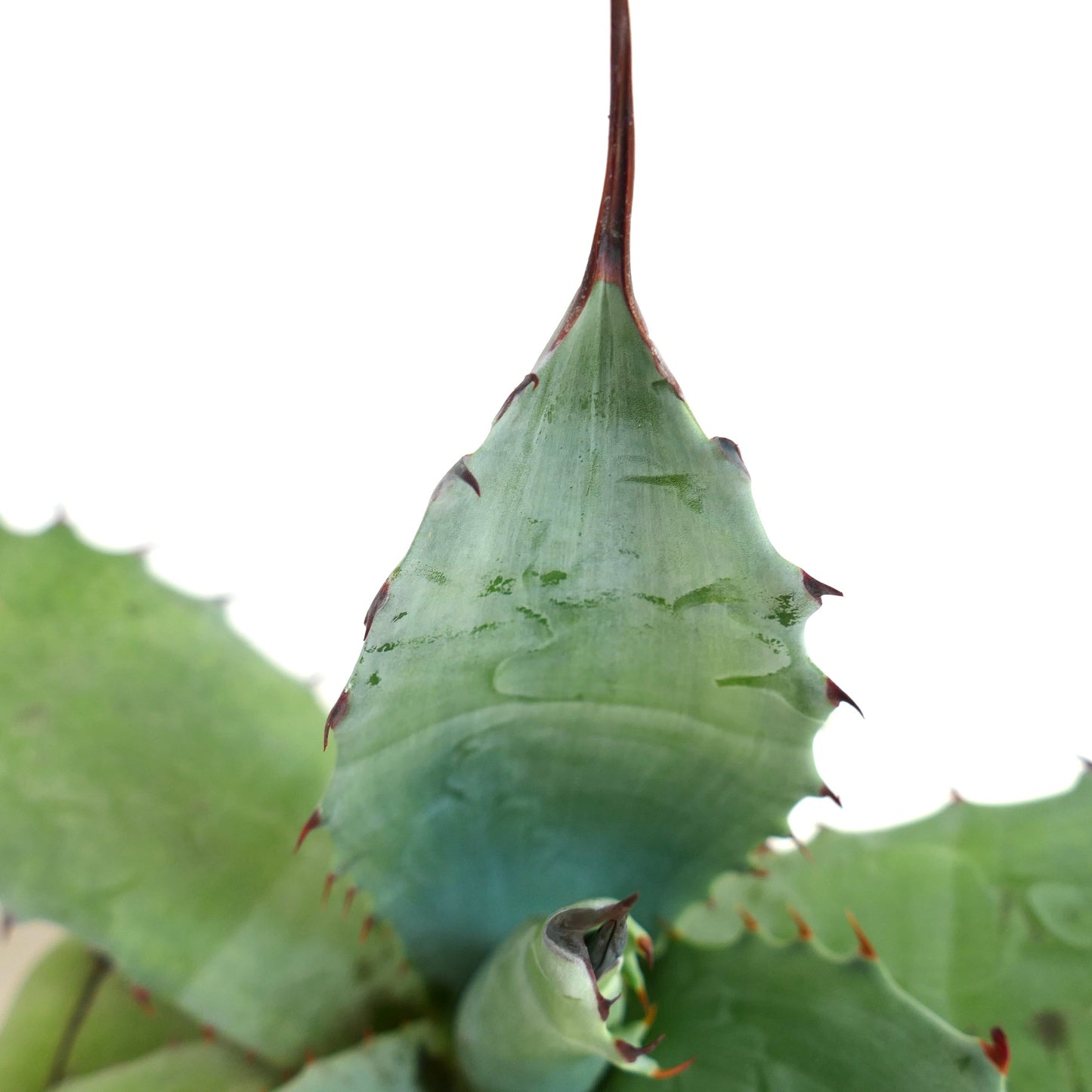 Agave ovatifolia x Agave salmiana var. ferox