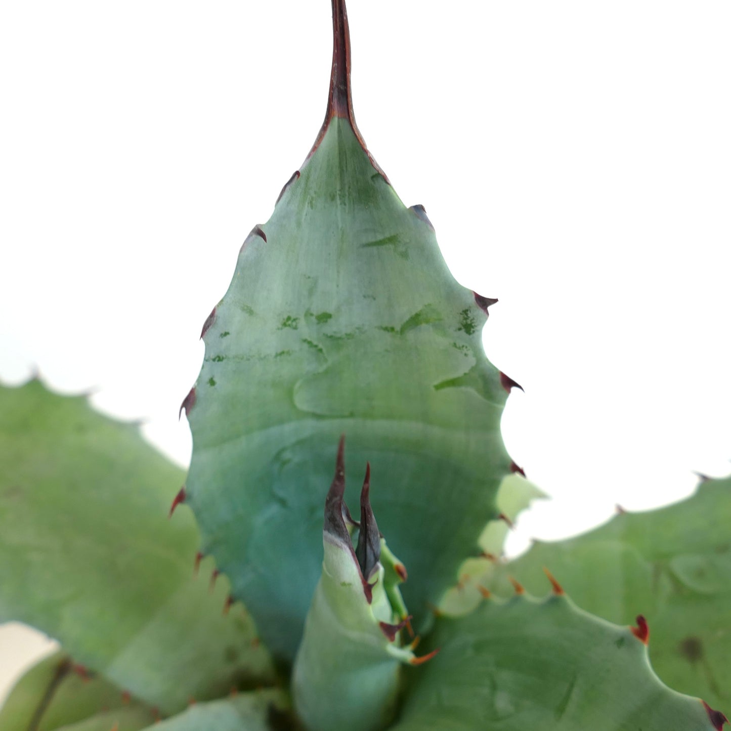 Agave ovatifolia x Agave salmiana var. ferox