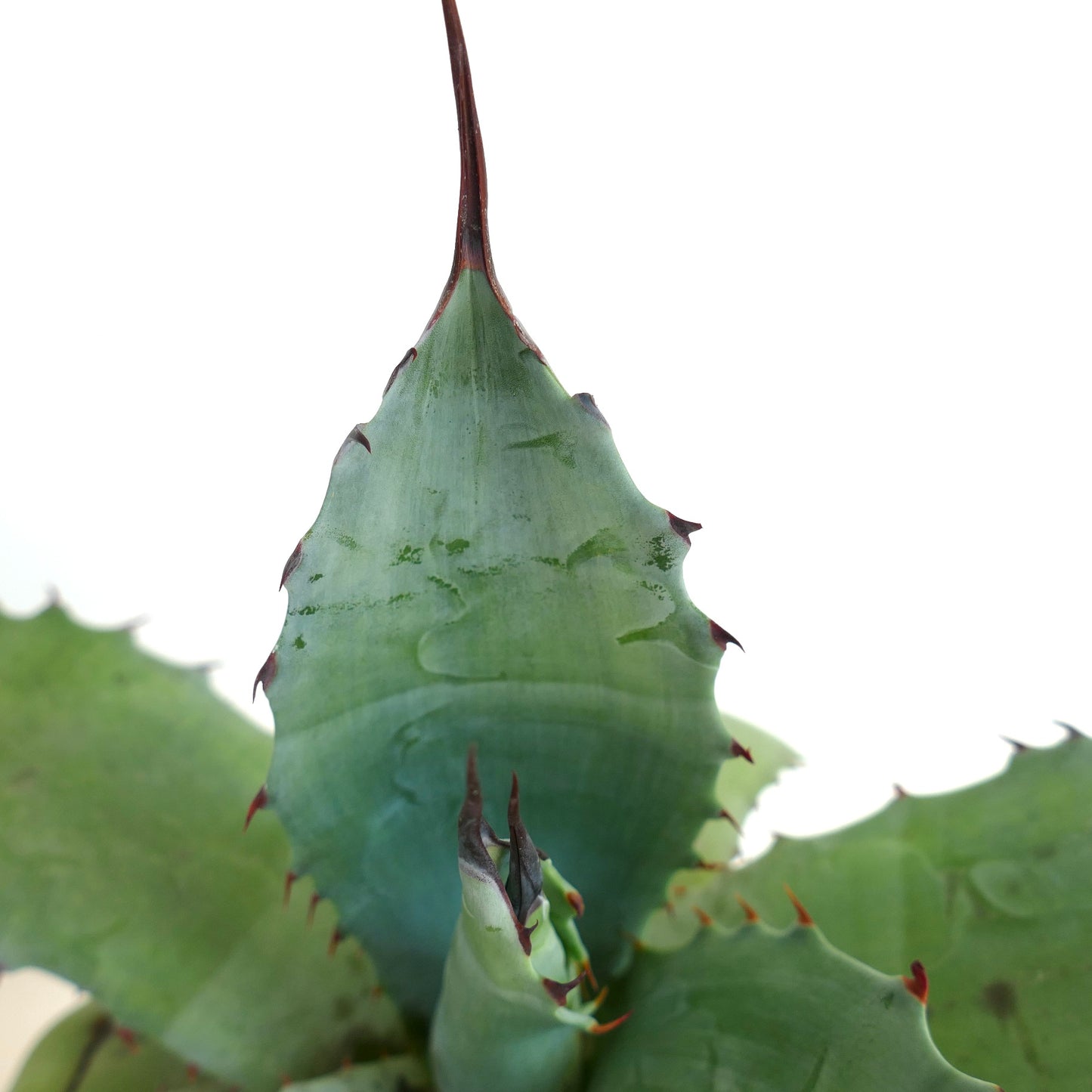 Agave ovatifolia x Agave salmiana var. ferox