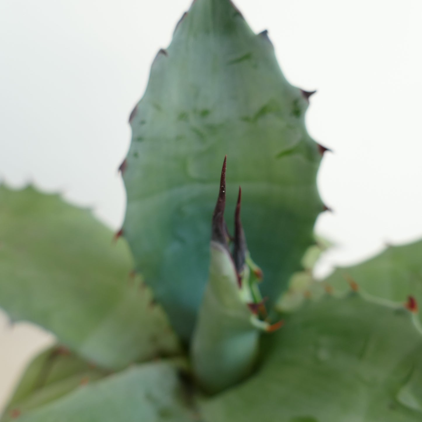 Agave ovatifolia x Agave salmiana var. ferox