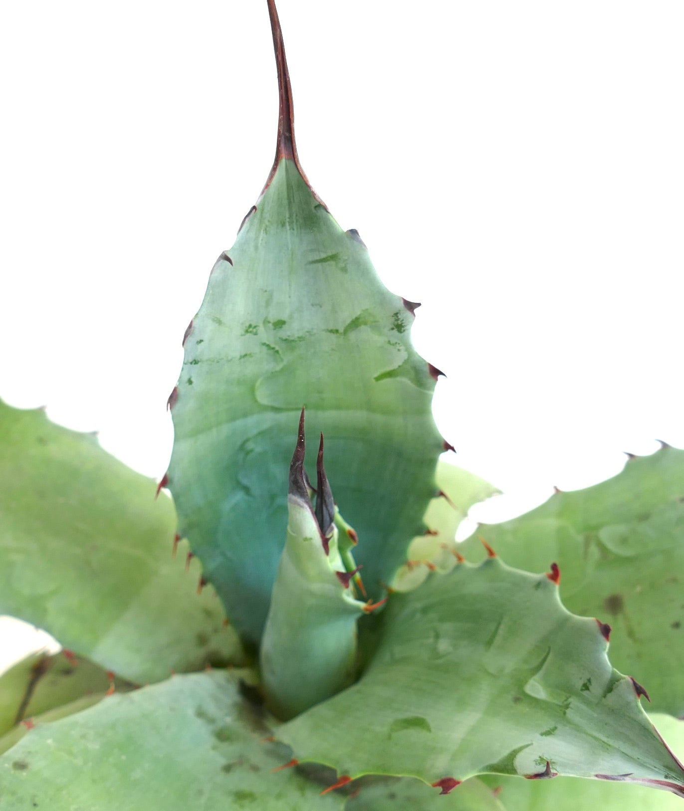 Agave ovatifolia x Agave salmiana var. ferox