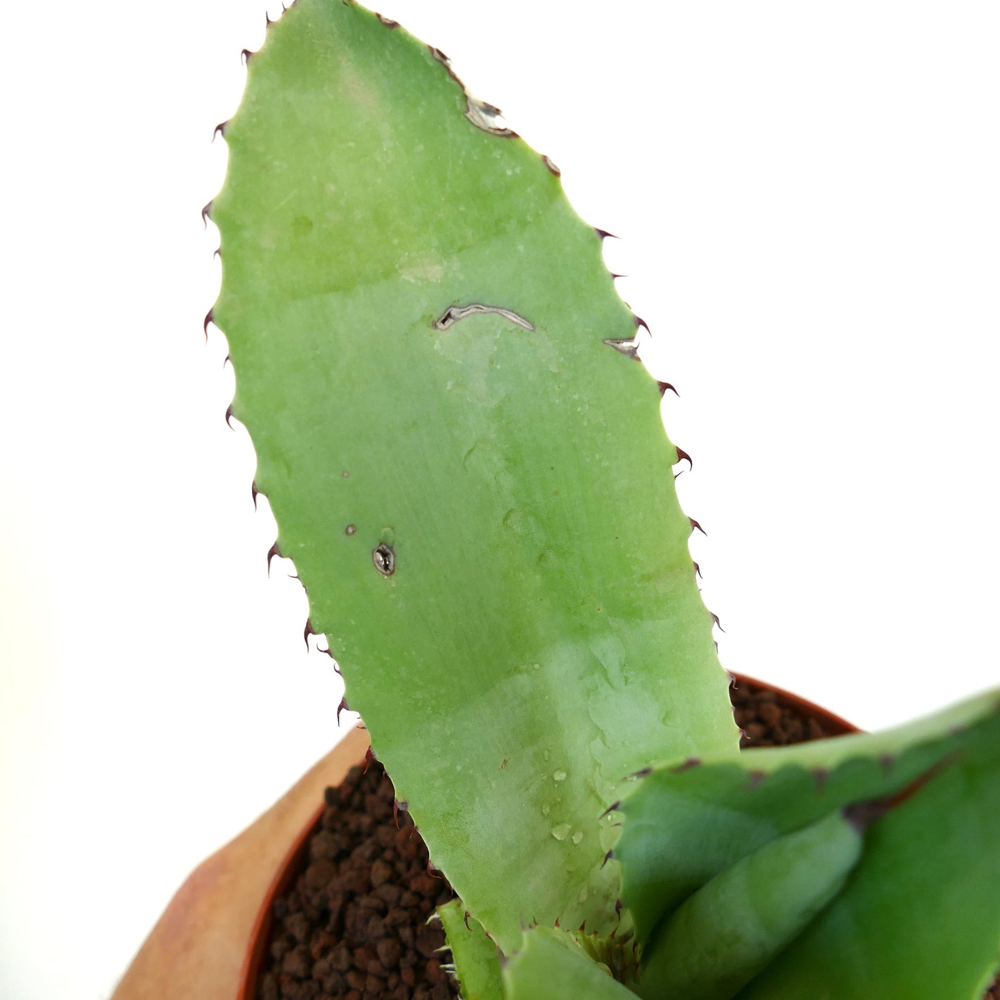 Agave ovatifolia x bovicornuta