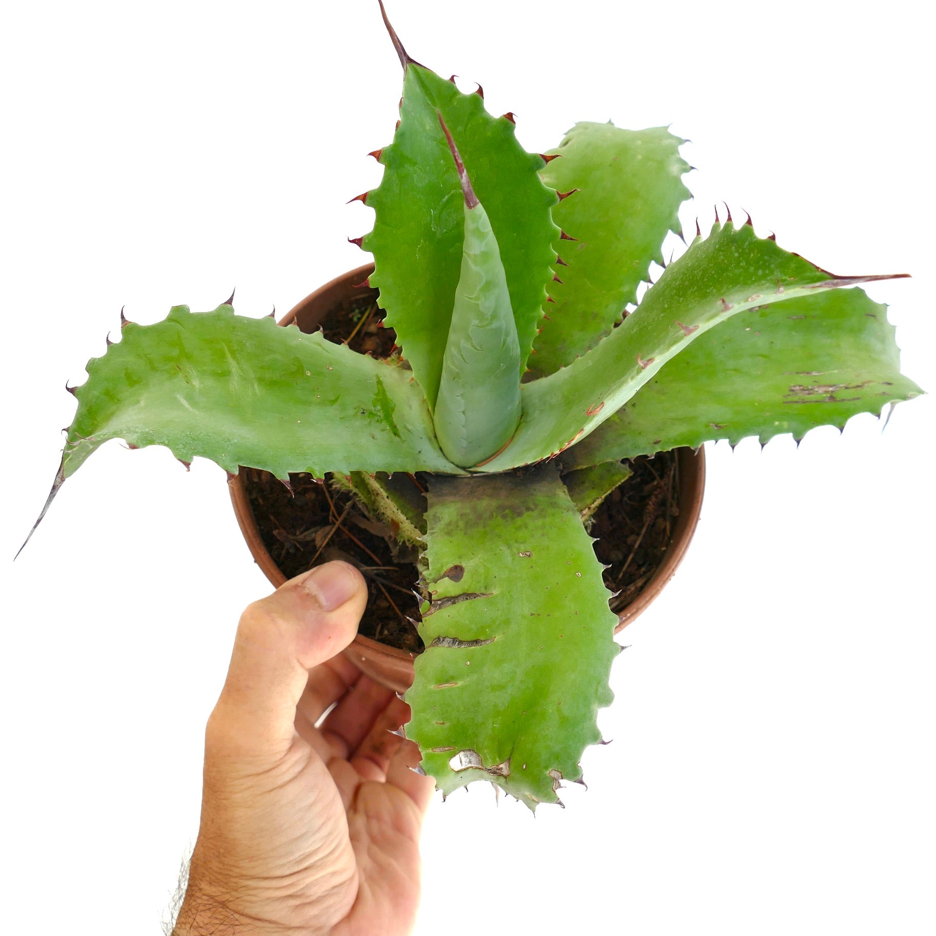 Agave ovatifolia x bovicornuta succulent with broad green leaves and prominent red spines held in hand