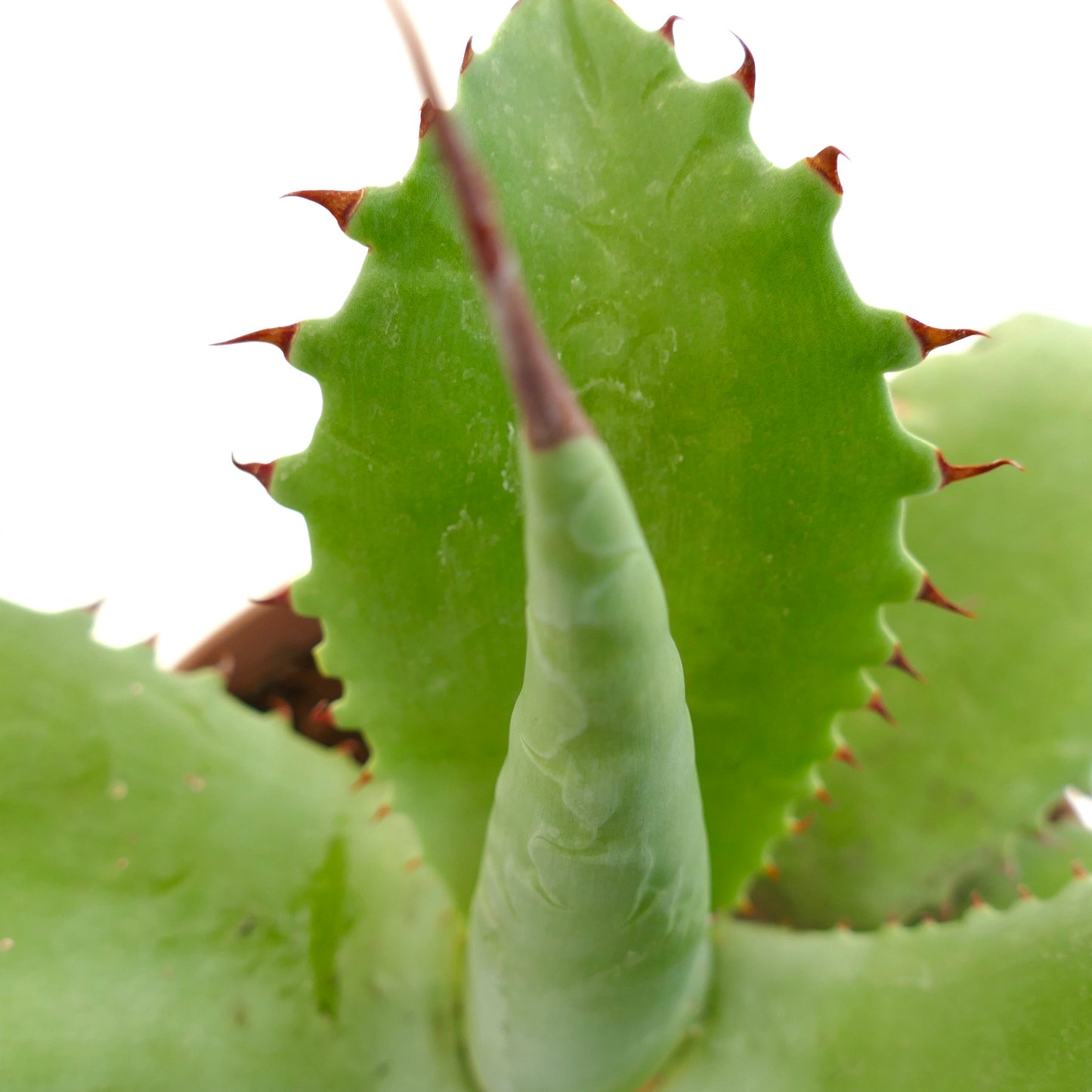 Agave ovatifolia x bovicornuta succulent with thick green leaves and sharp red spines