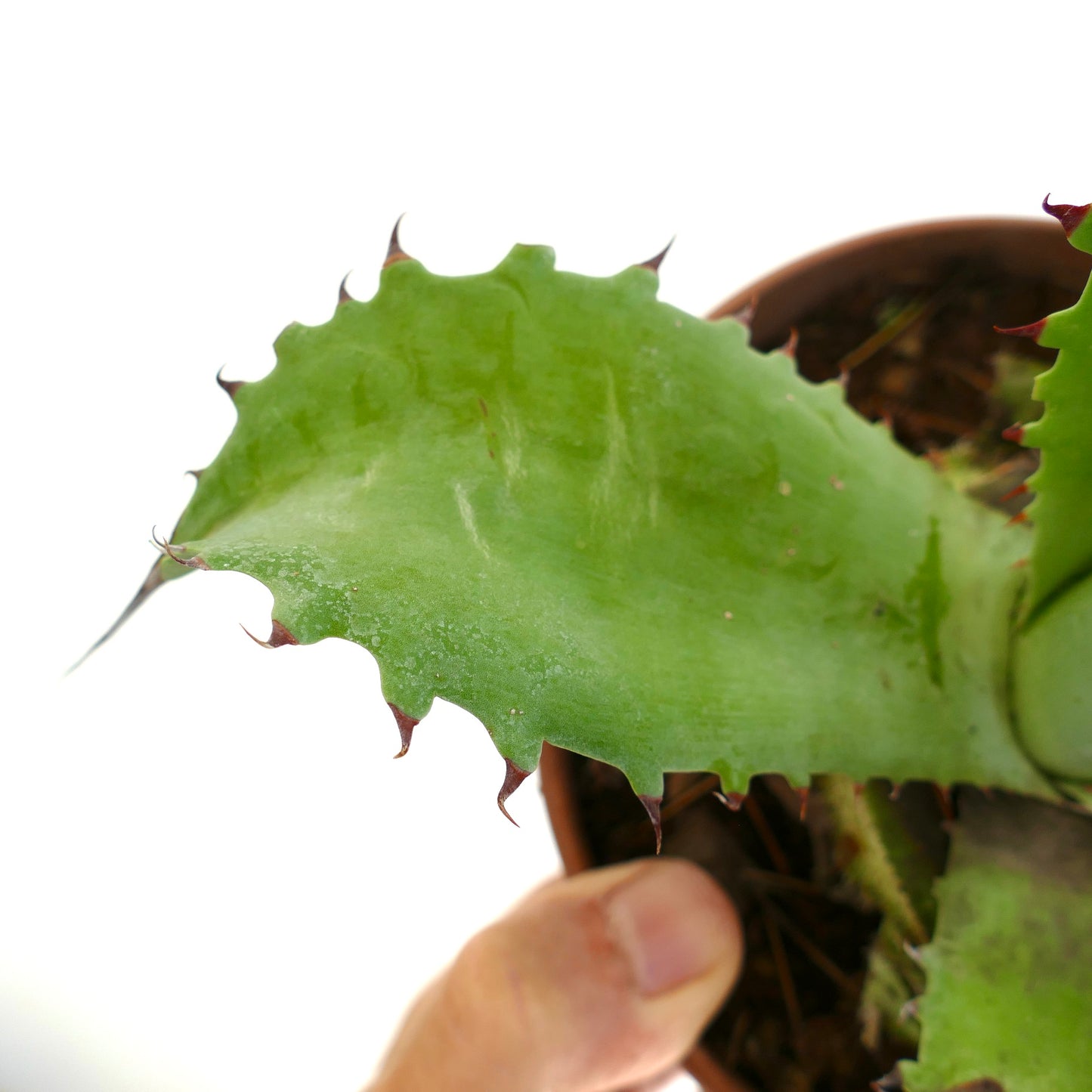 Agave ovatifolia x bovicornuta succulent with thick green leaves and sharp red spines