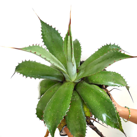 Agave ovatifolia x bovicornuta succulent with broad green leaves and prominent reddish spines