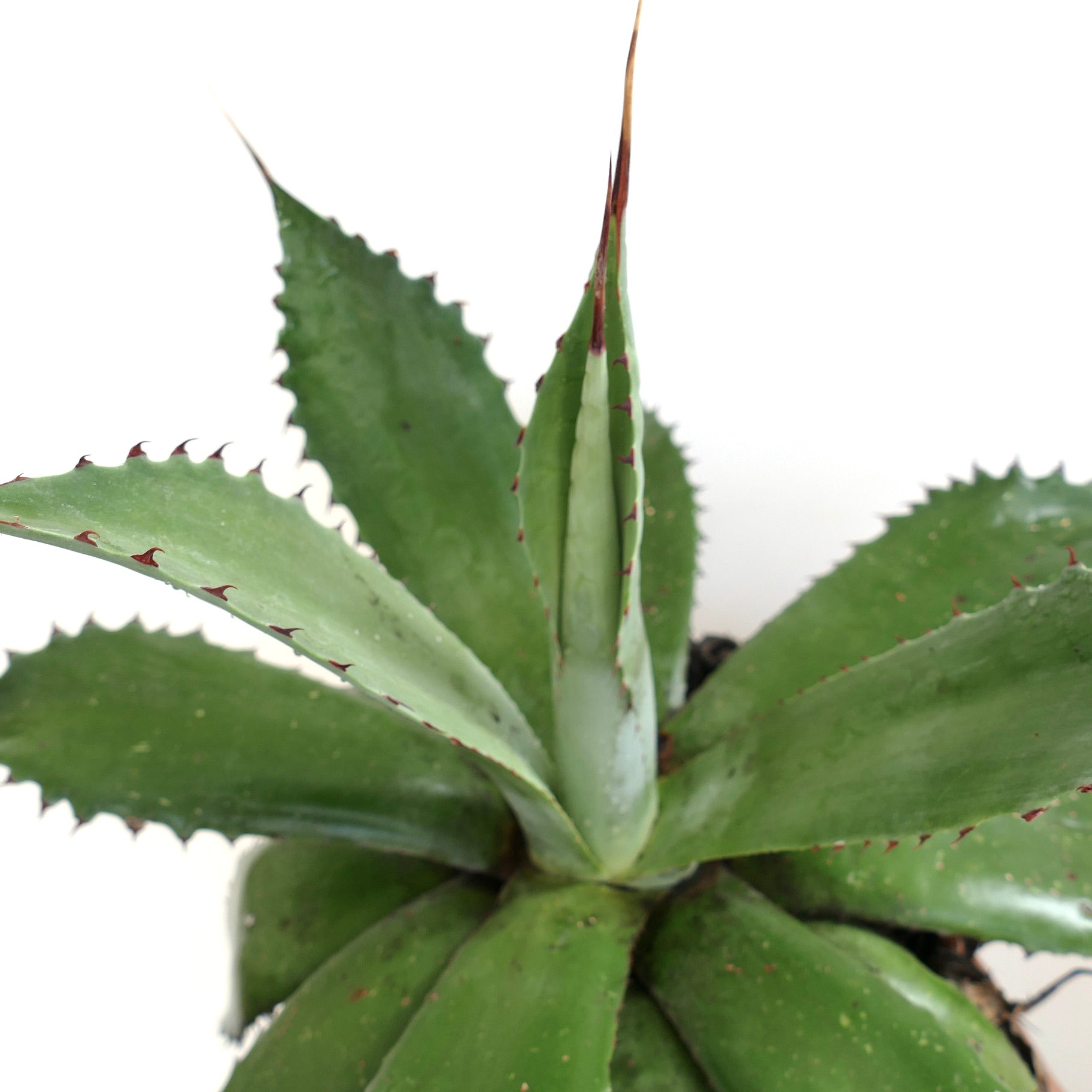Agave ovatifolia x bovicornuta succulent with thick green leaves and sharp reddish spines