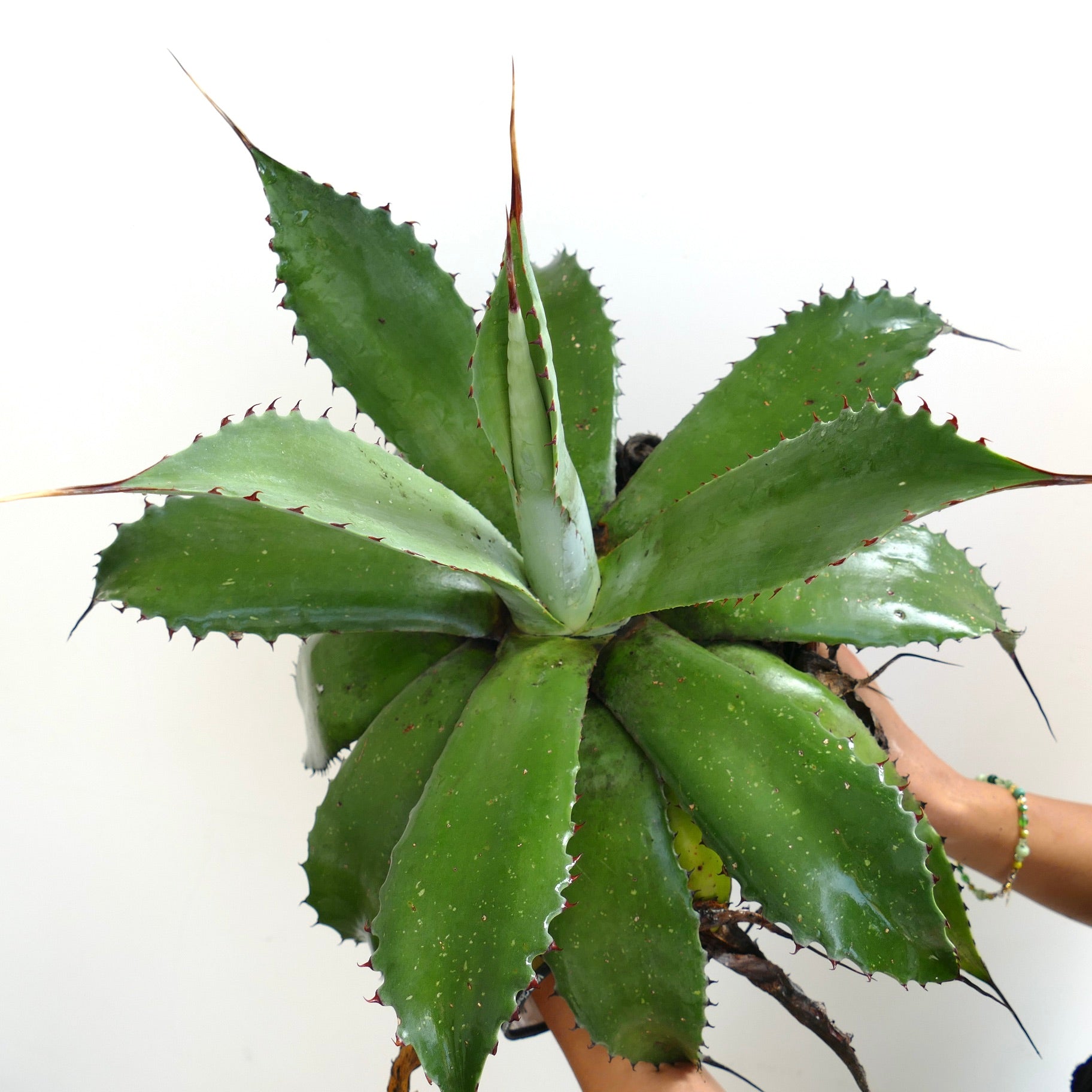 Agave ovatifolia x bovicornuta large succulent with thick green leaves and sharp reddish spines
