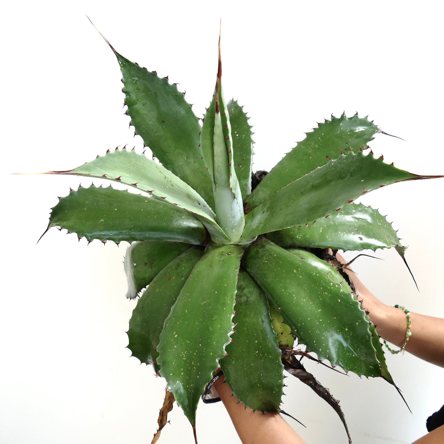 Agave ovatifolia x bovicornuta large succulent with thick green leaves and sharp spines