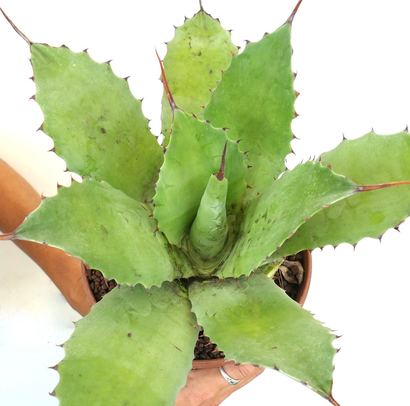 Agave ovatifolia x bovicornuta clone R15- CORSI