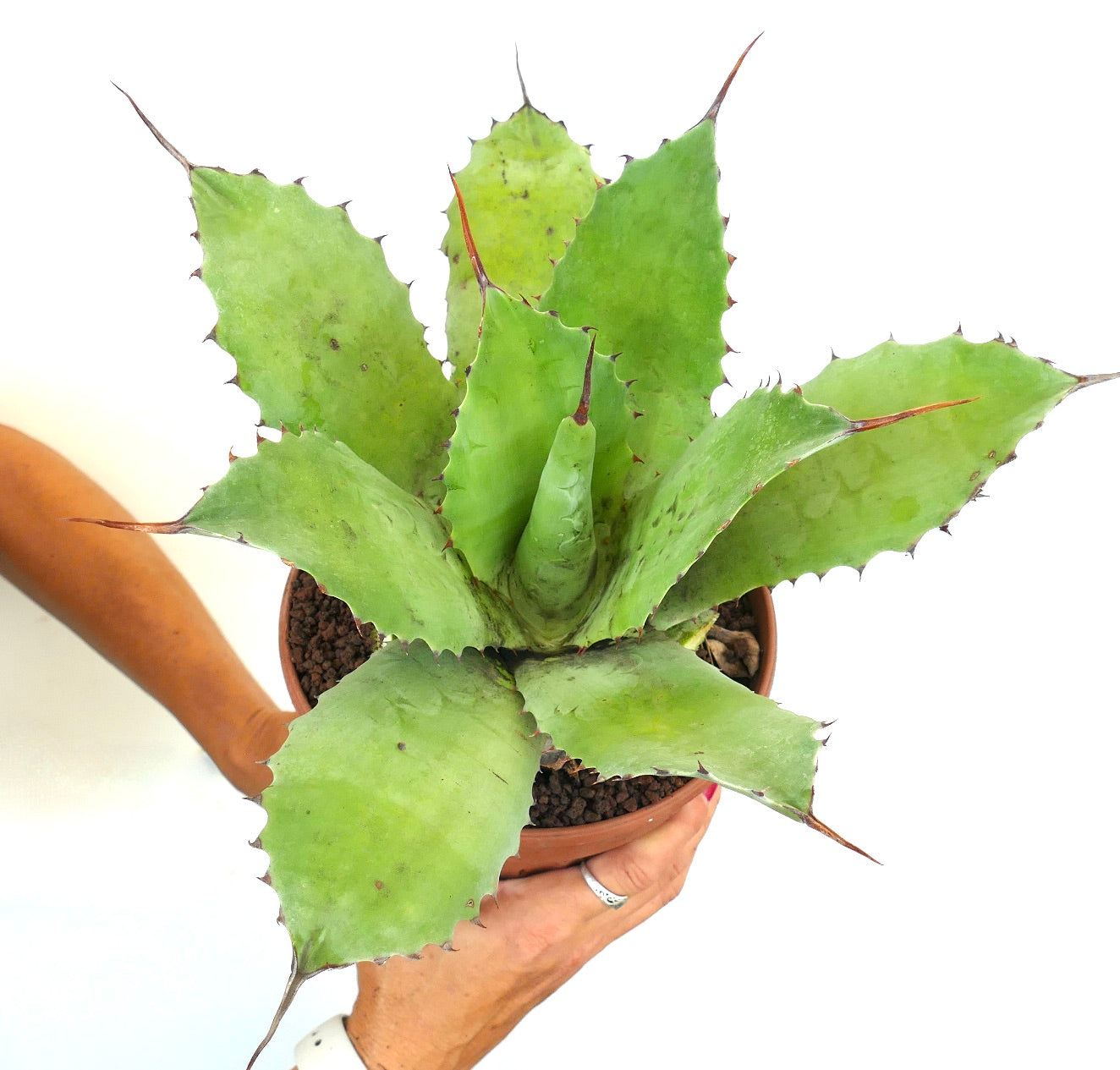 Agave ovatifolia x bovicornuta clone R15- CORSI