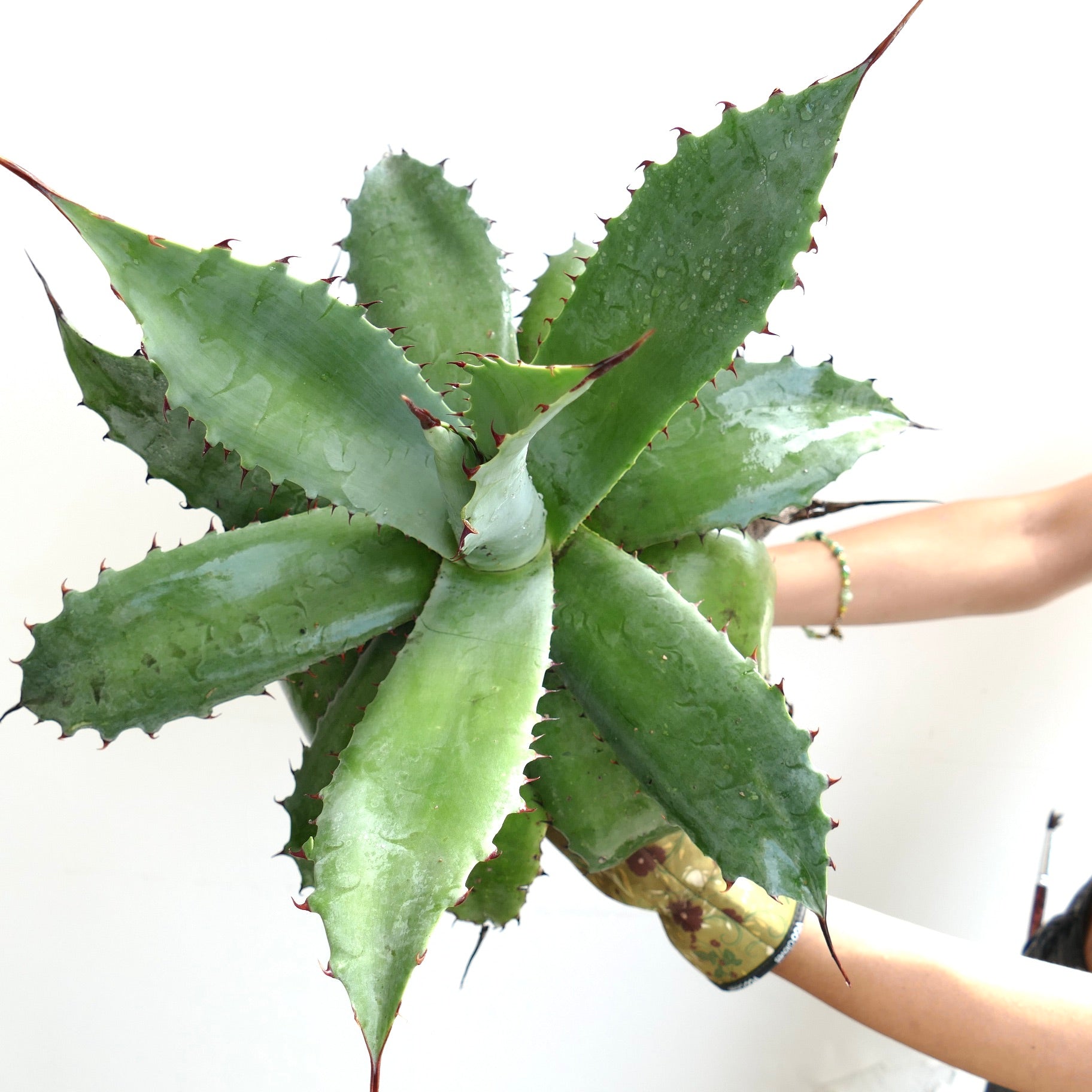 アガベ・アメリカーナ ハイブリッド | Botanical Archive | 今