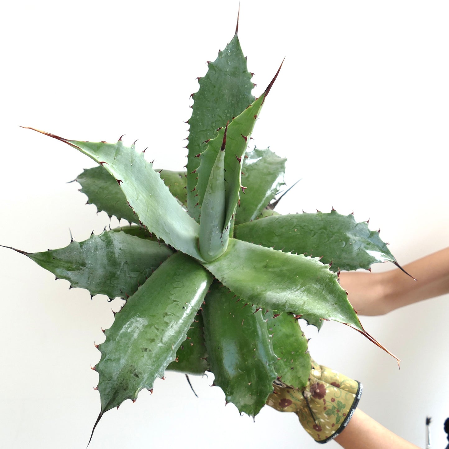 Agave ovatifolia x bovicornuta x ferox large succulent with thick green leaves and sharp reddish spines