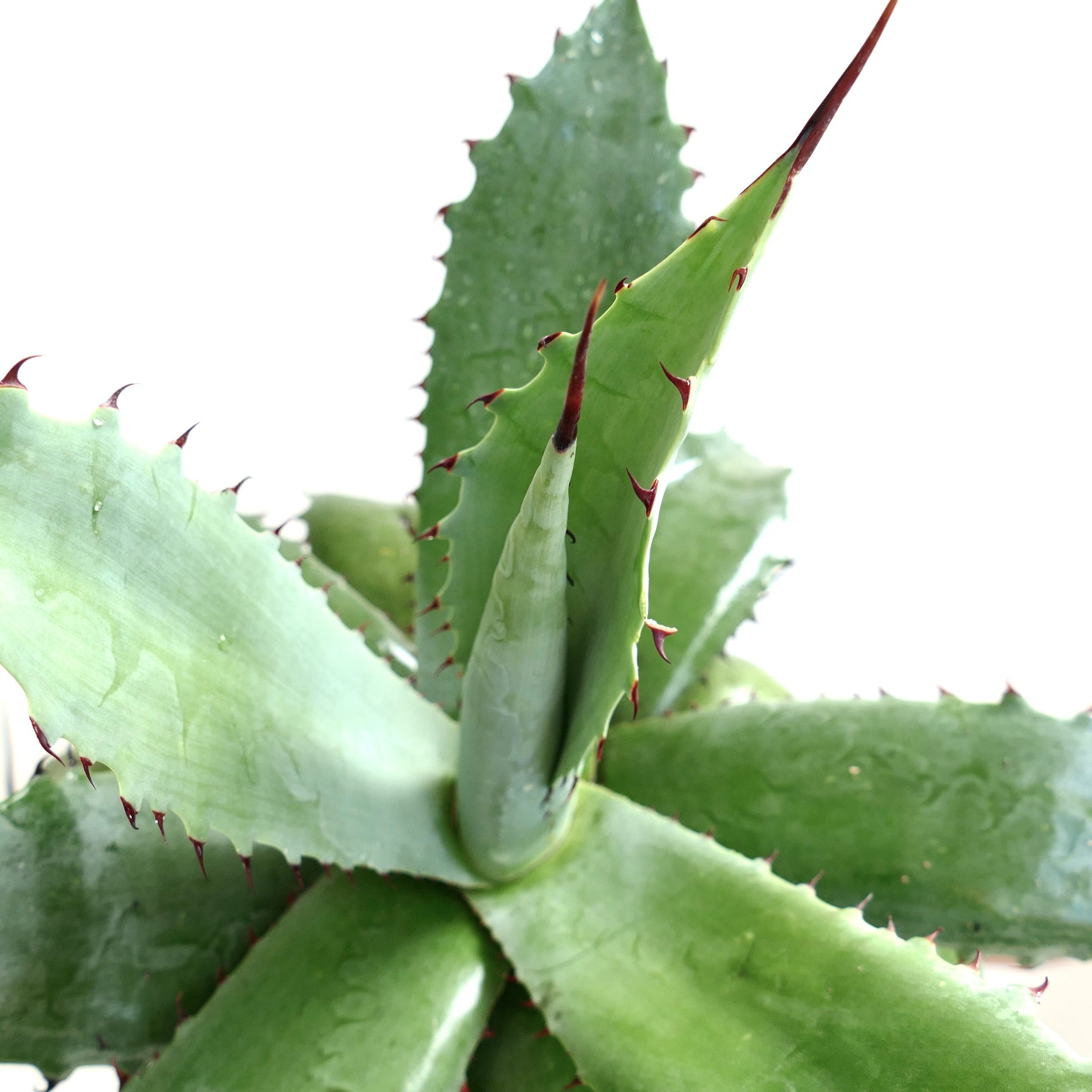 Agave ovatifolia x bovicornuta x ferox succulent with thick green leaves and sharp reddish spines