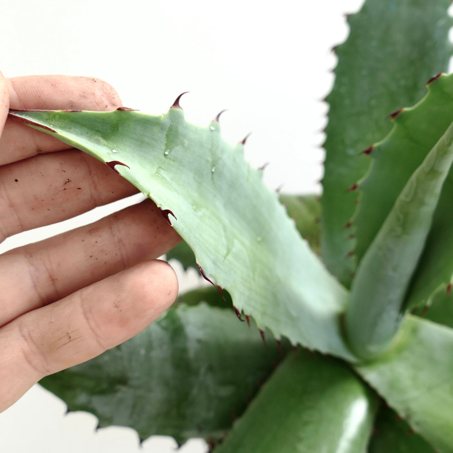 Agave ovatifolia x bovicornuta x ferox succulent with thick blue-green leaves and sharp reddish spines