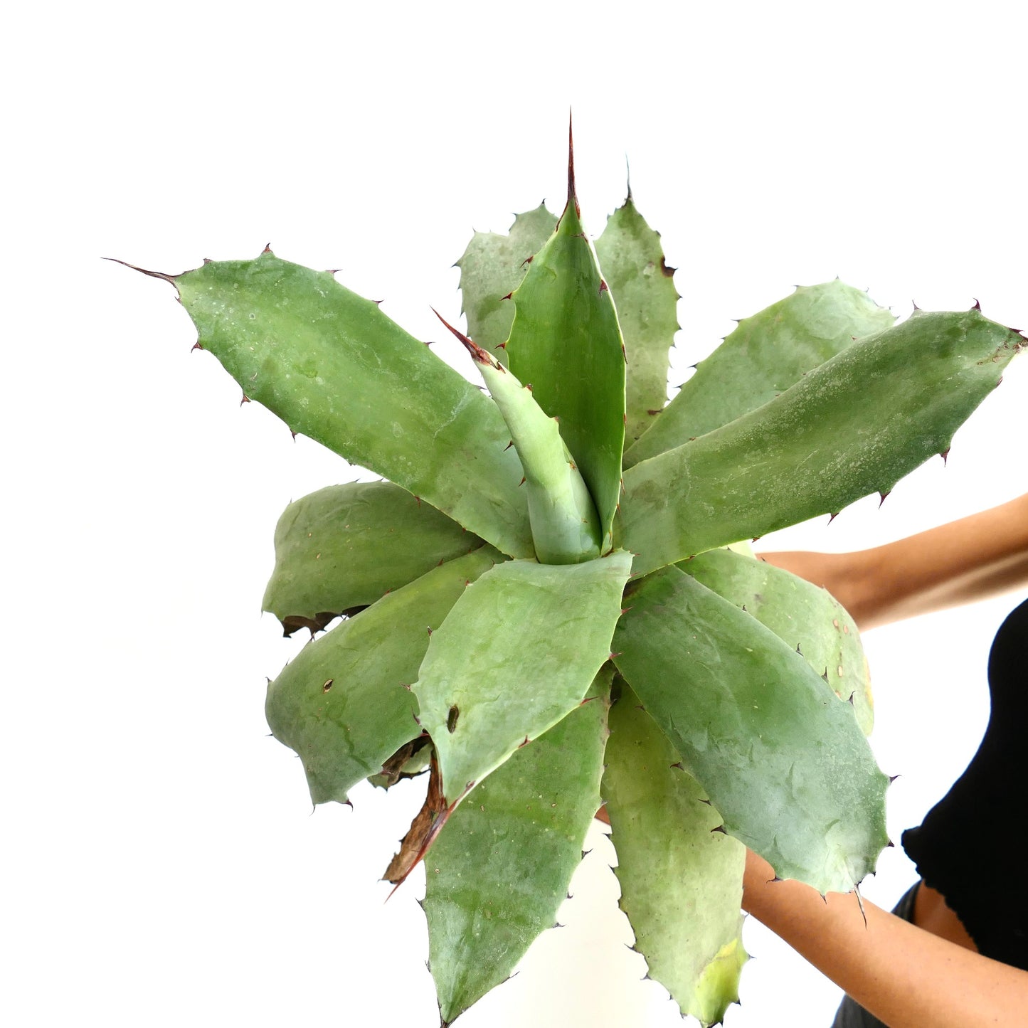 Agave ovatifolia x celsii large succulent with thick green spiny leaves held by person