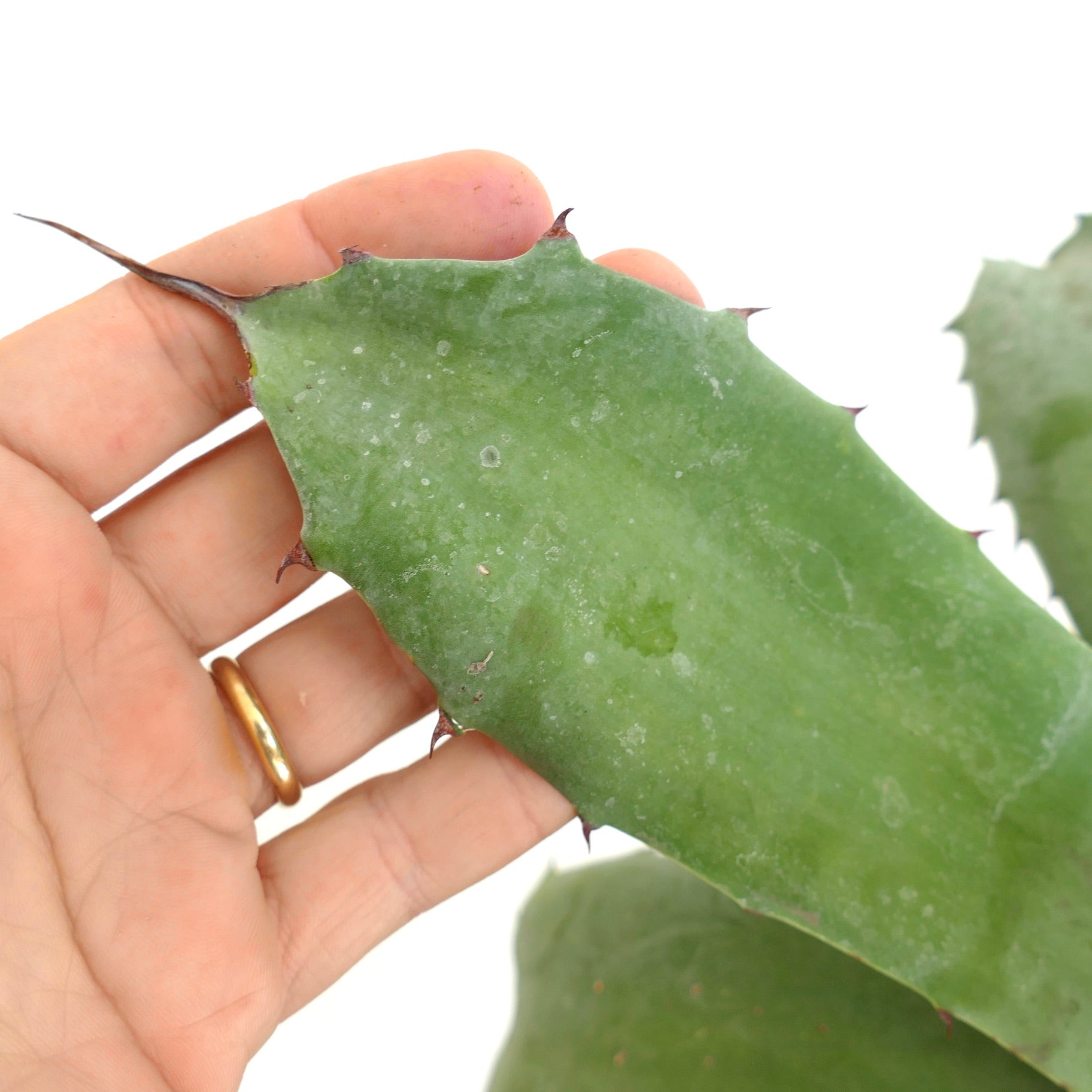 Agave ovatifolia Hybrid | Botanical Archive | Shop Now