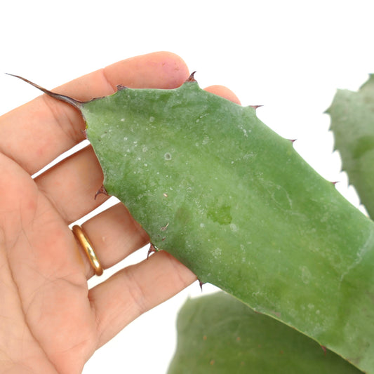Agave ovatifolia x celsii succulent leaf with thick texture and small brown spines along edges