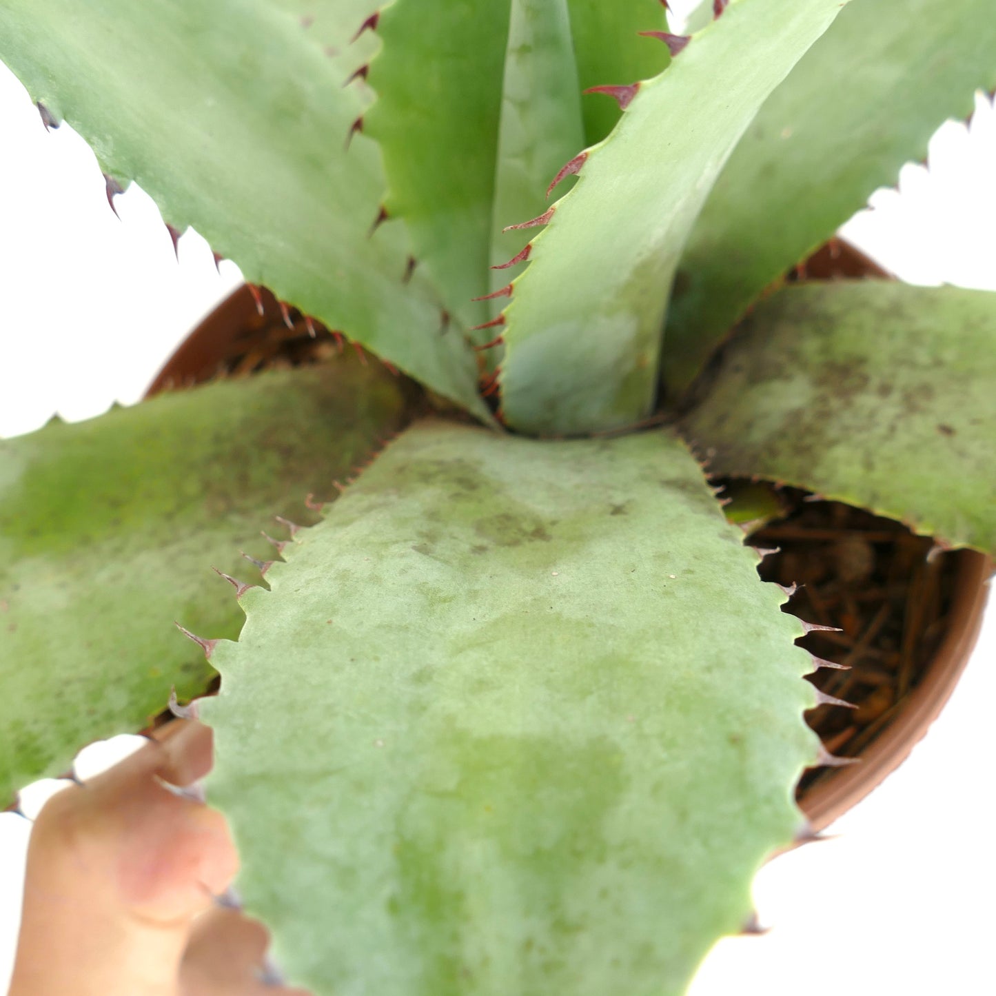 Agave ovatifolia x celsii x parrasana succulent with broad light green leaves and reddish spines