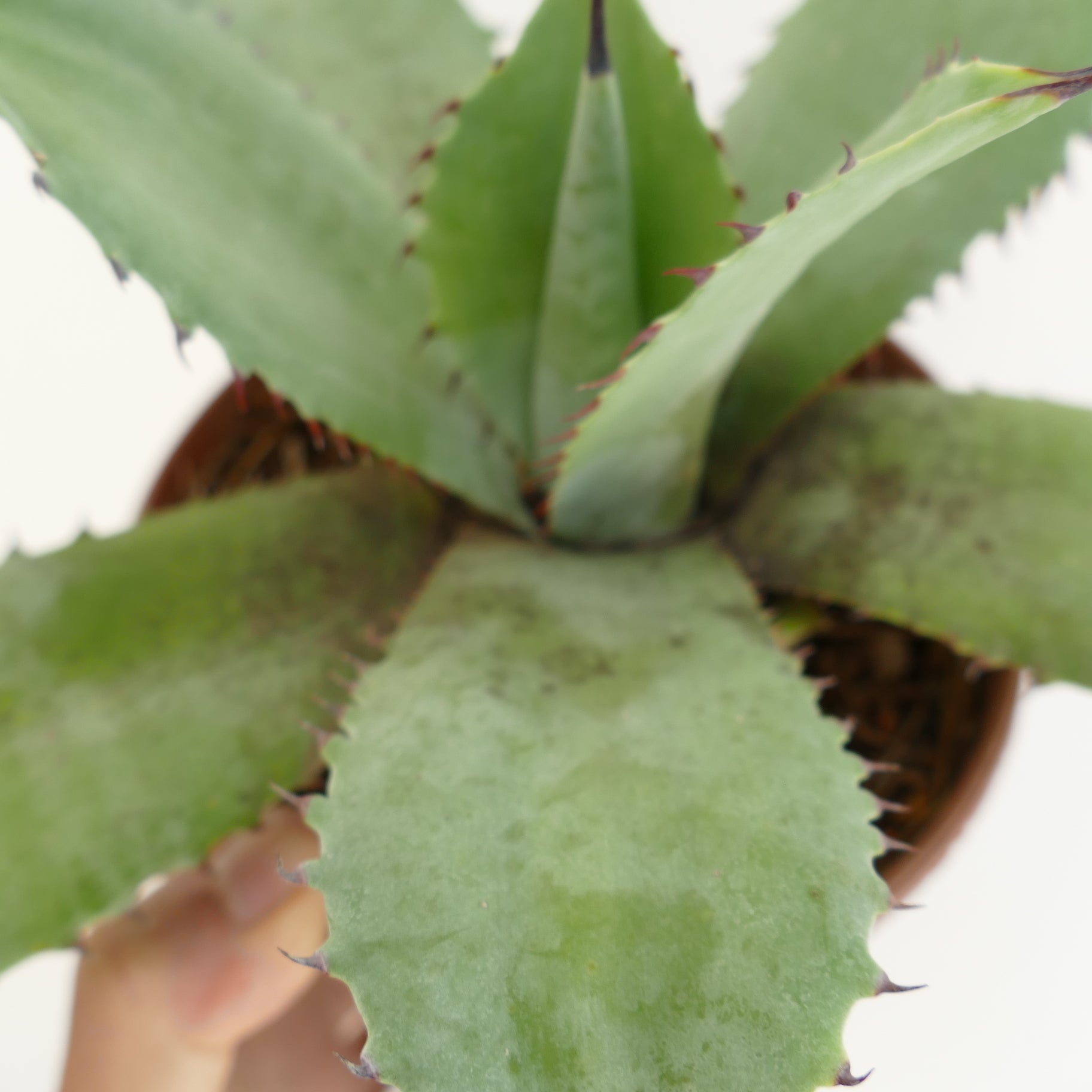 Agave ovatifolia x celsii x parrasana succulent with broad green leaves and reddish spines