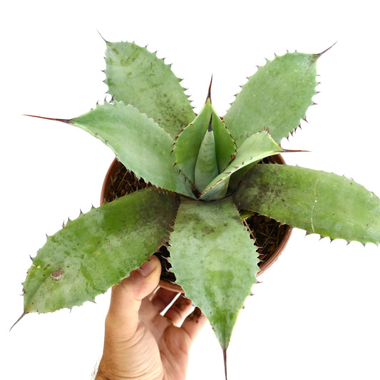 Agave ovatifolia x celsii x parrasana succulent with broad spiny leaves and pale green texture