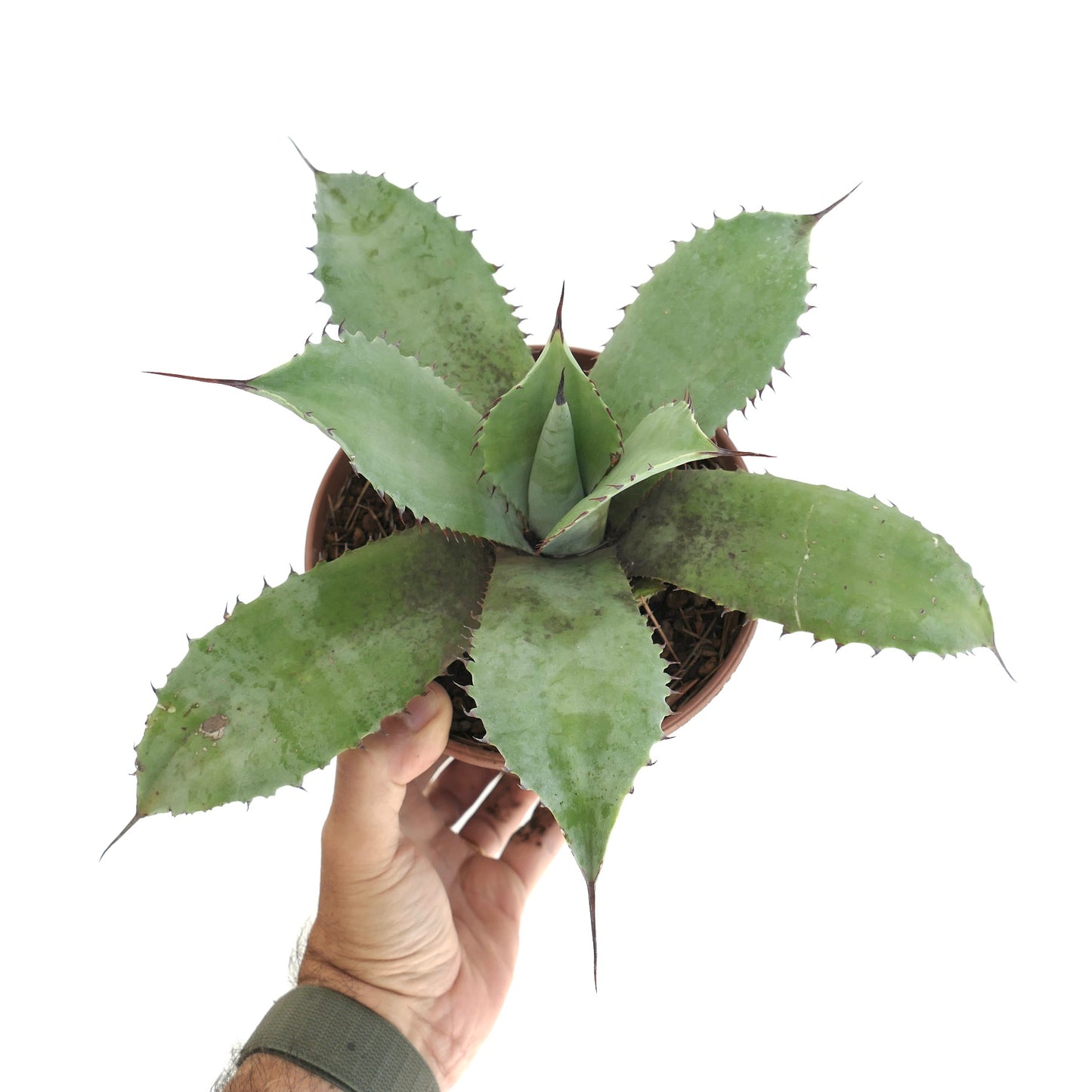 Agave ovatifolia x celsii x parrasana succulent with broad spiny green leaves in pot