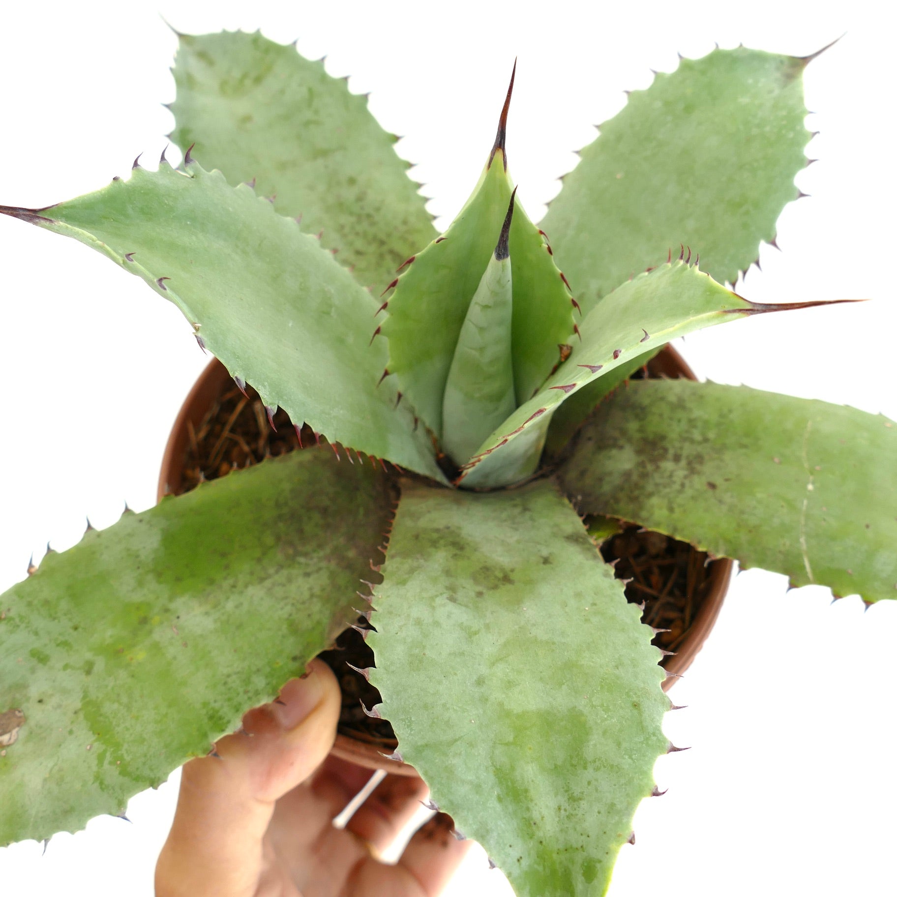 Agave ovatifolia x celsii x parrasana succulent with broad spiny green leaves in a small pot