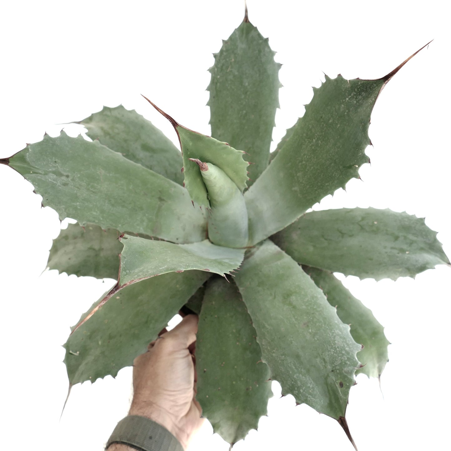 Agave ovatifolia x cerulata x parryii succulent with broad gray-green spiny leaves and thick texture