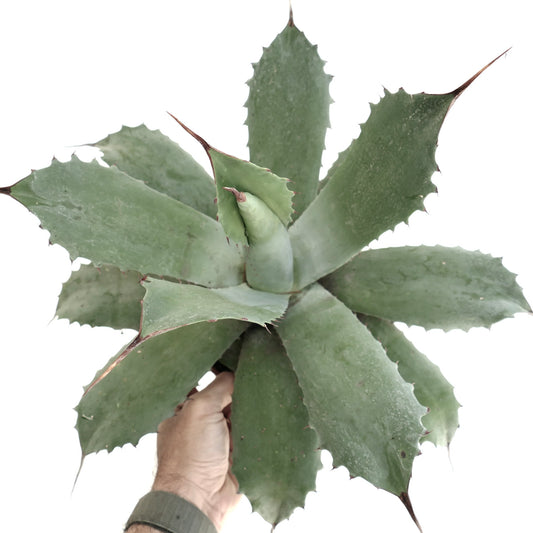 Agave ovatifolia x cerulata x parryii succulent with broad gray-green spiny leaves and thick texture
