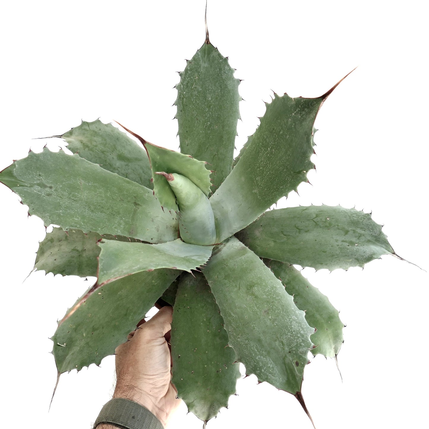 Agave ovatifolia x cerulata x parryii succulent with broad gray-green leaves and sharp spines