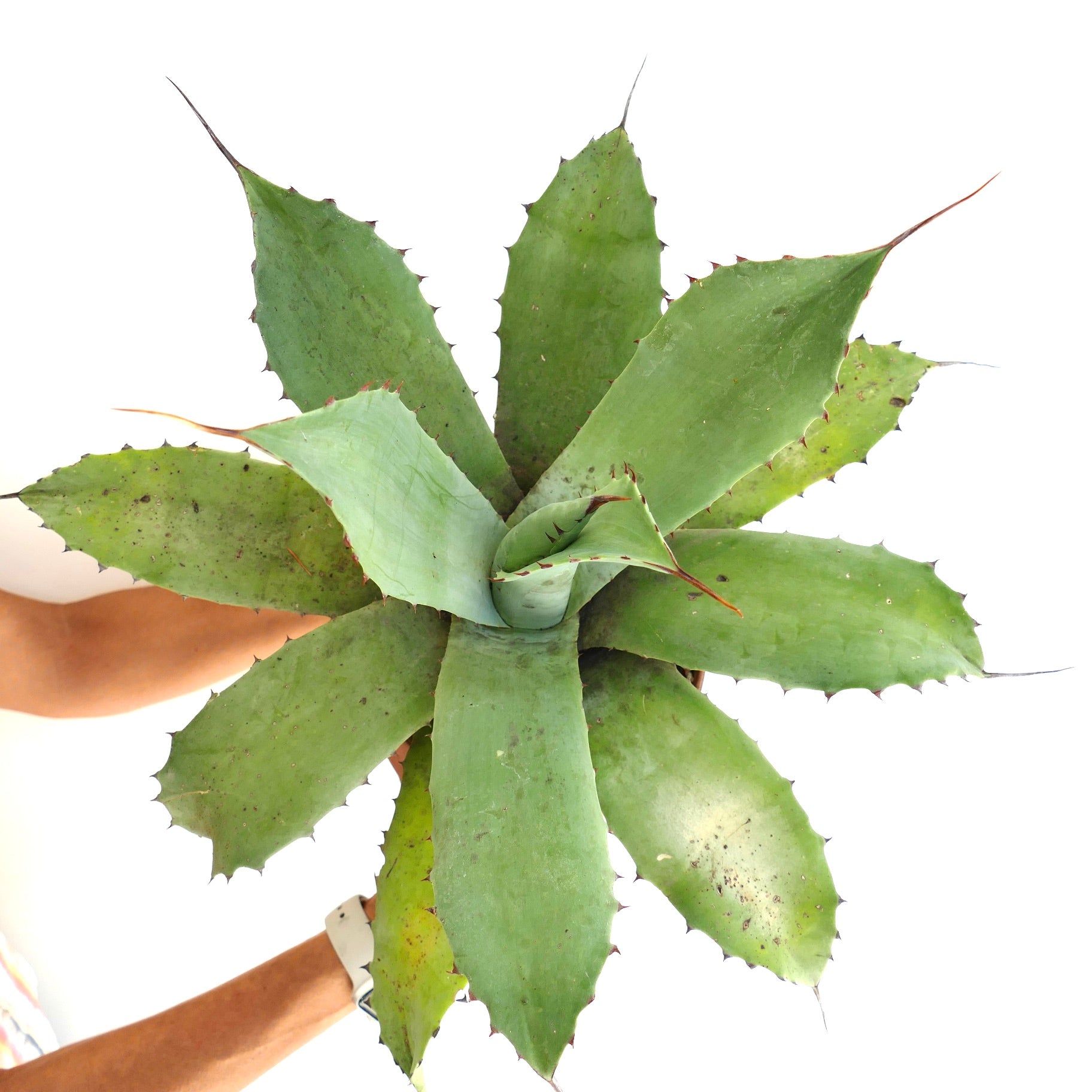 Agave ovatifolia x eborispina large succulent with thick green leaves and sharp spines