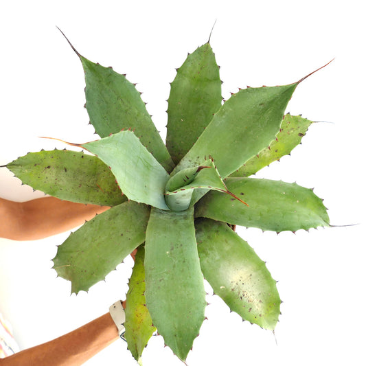 Agave ovatifolia x eborispina large succulent with thick green leaves and sharp spines