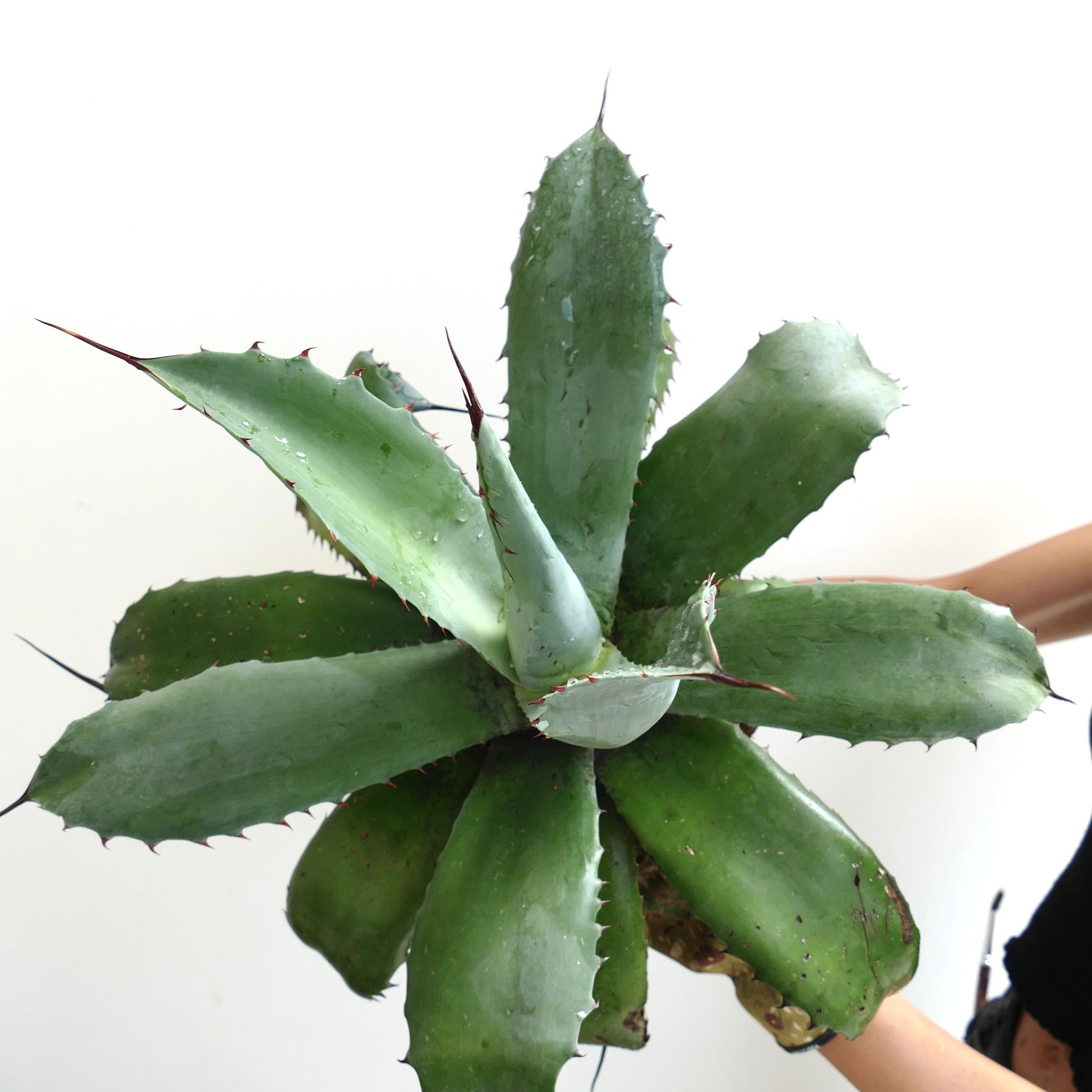 Agave ovatifolia x parrasana succulent with broad green leaves and sharp reddish spines