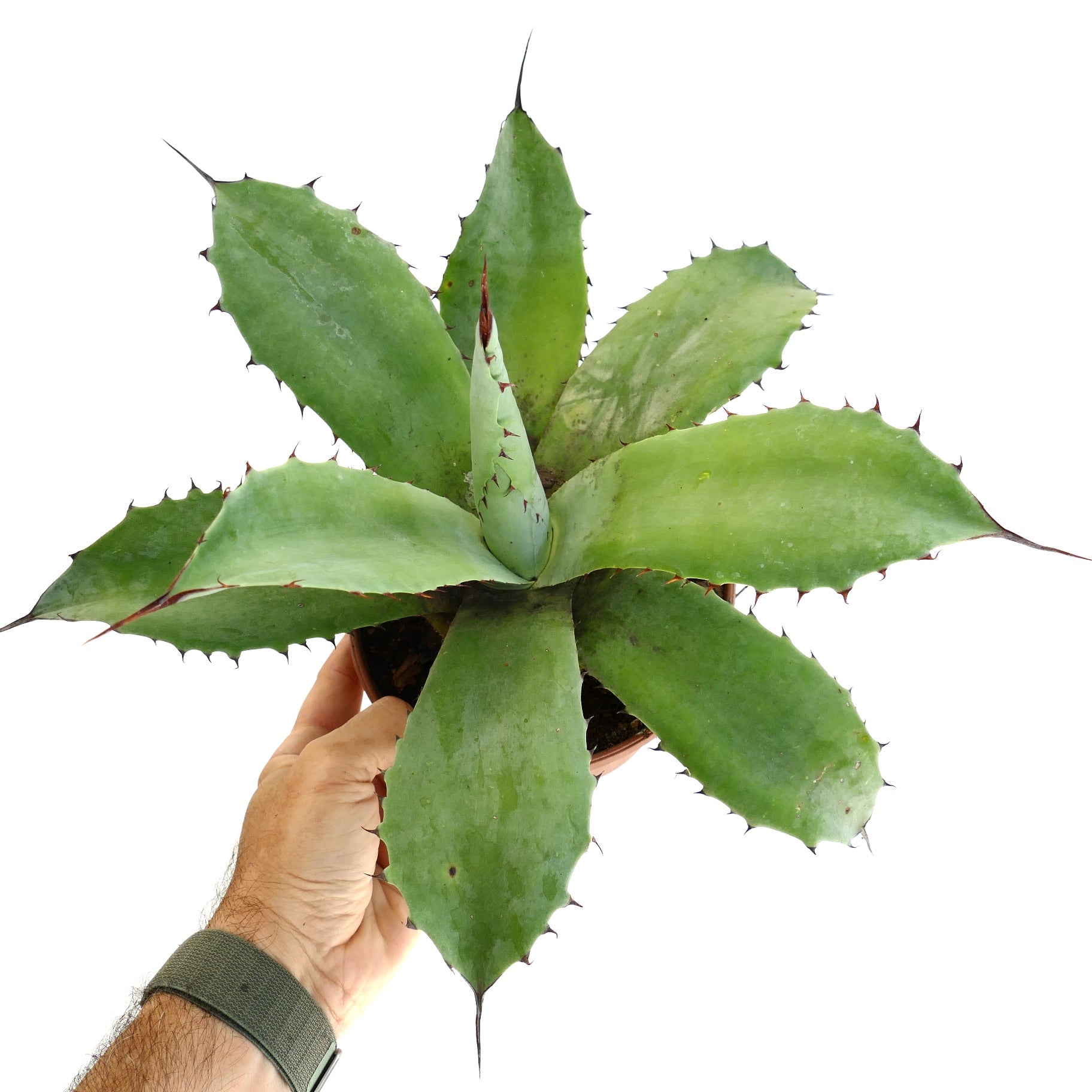 Agave ovatifolia x parrasana Sukkulente mit breiten grünen Blättern und scharfen braunen Dornen