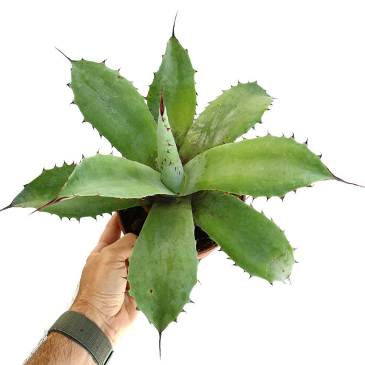 Agave ovatifolia x parrasana succulent with broad green leaves and sharp brown spines