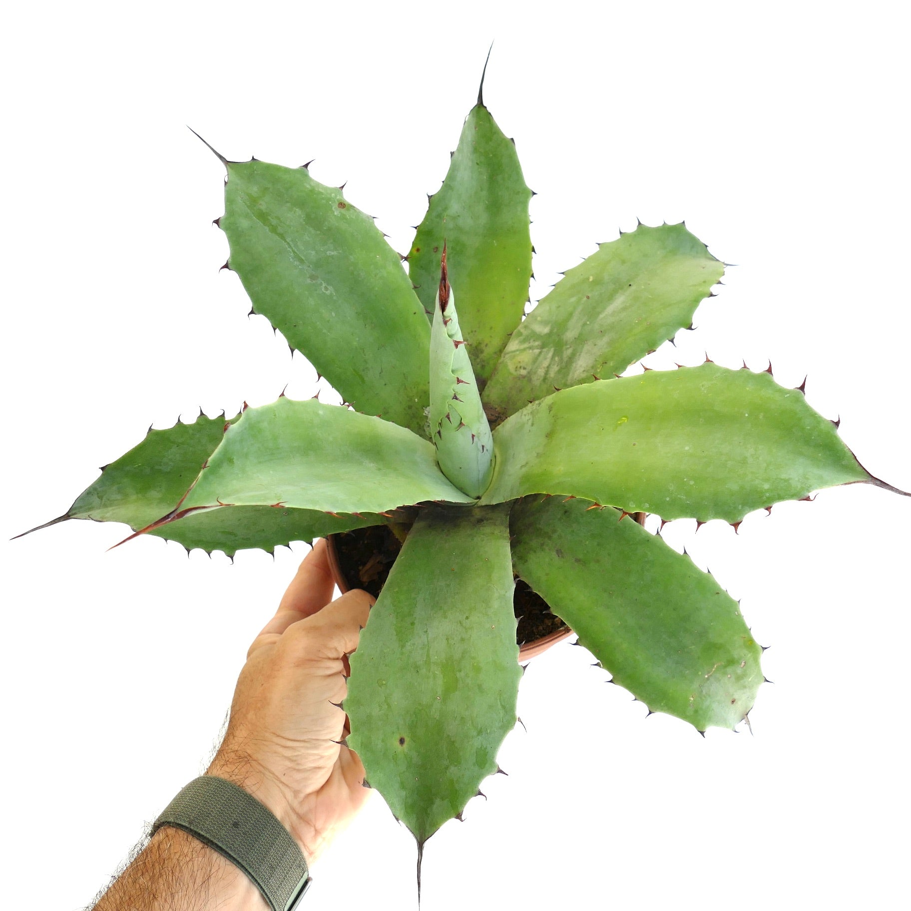 アガベ・オヴァティフォリア ハイブリッド | Botanical Archive | 今