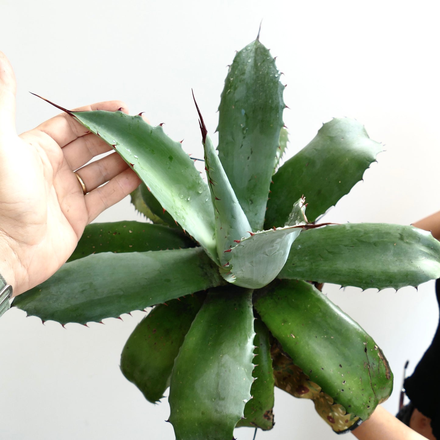 Agave ovatifolia x parrasana succulent with broad green leaves and sharp reddish spines
