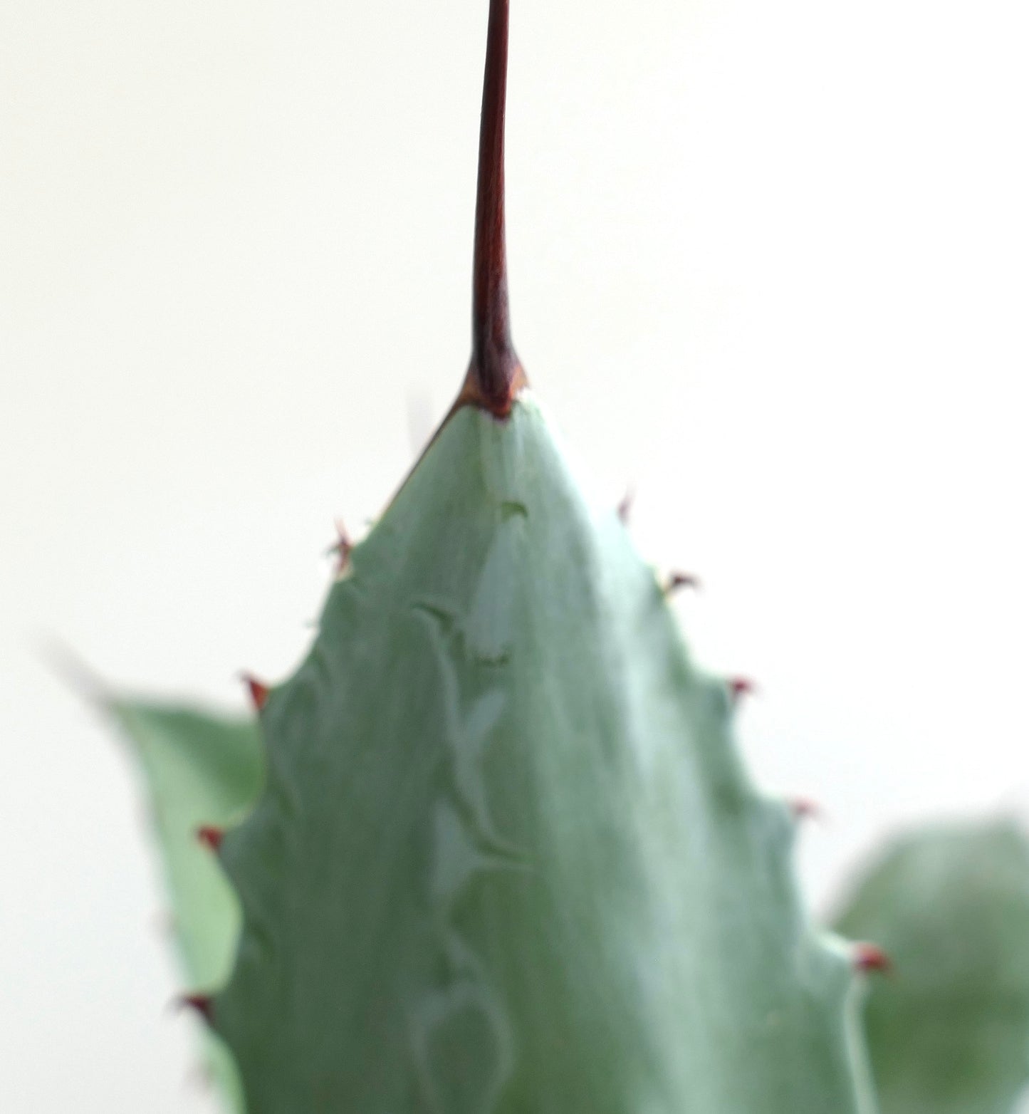 Agave ovatifolia x parrasana succulent with thick blue-green leaves and sharp reddish spines