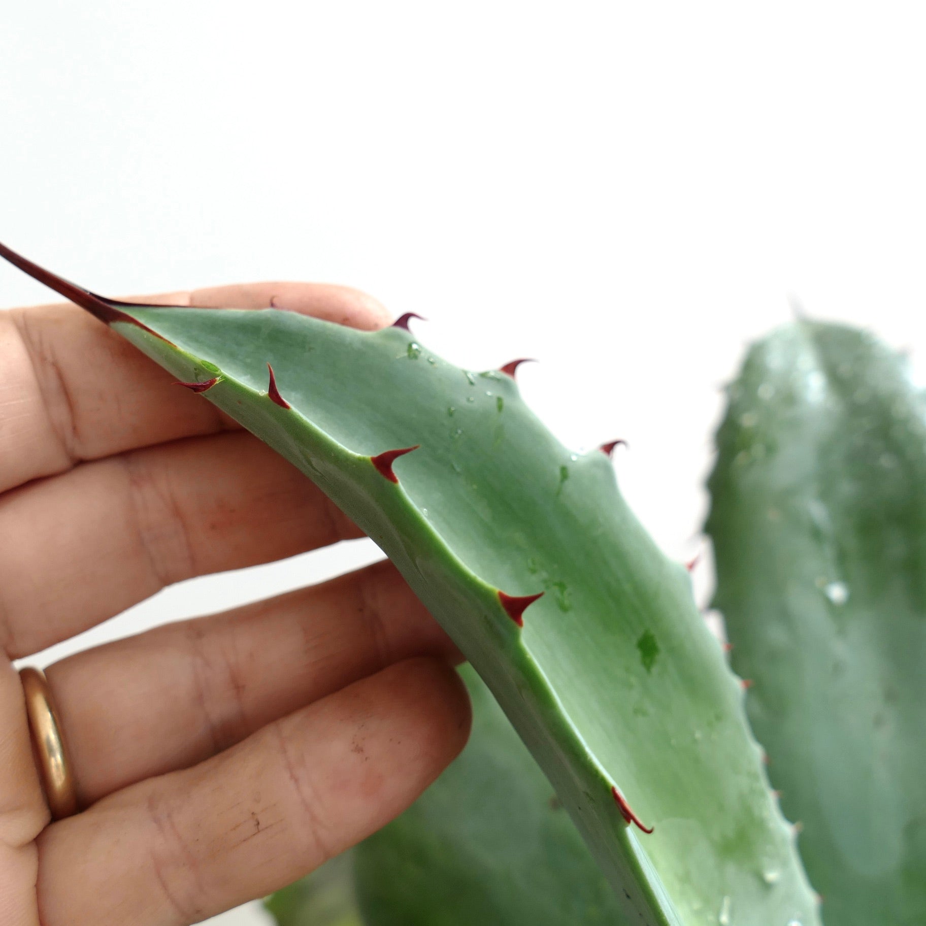 Agave ovatifolia x parrasana succulent with thick blue-green leaves and sharp reddish spines