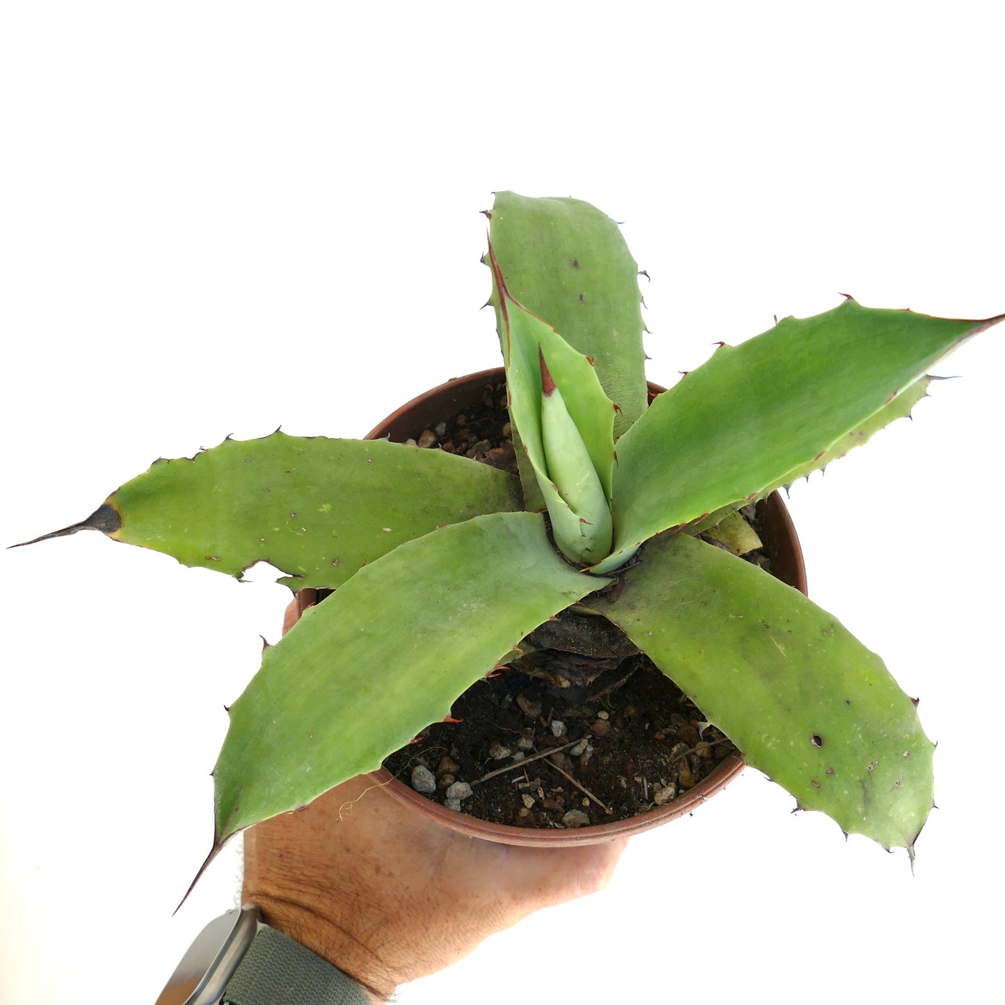 Agave ovatifolia x parryii succulent with broad green leaves and sharp reddish spines in pot