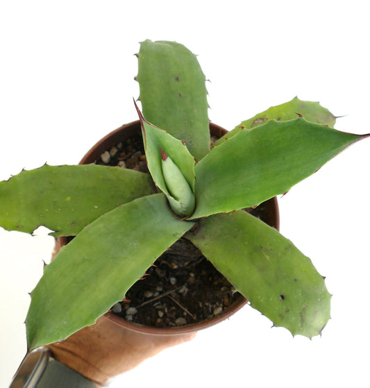 Agave ovatifolia x parryii succulent with broad green leaves and small reddish spines in pot