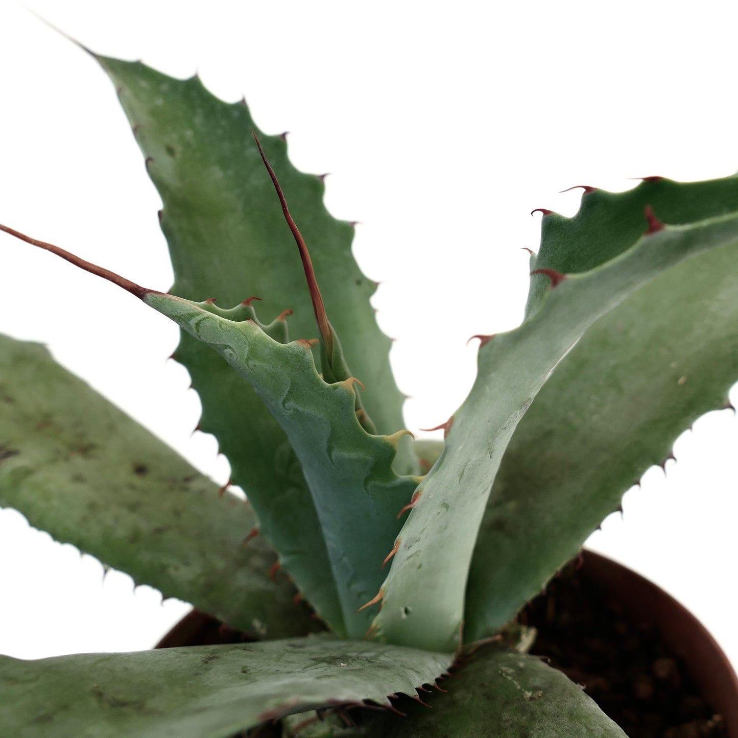 Agave parrasana DARK GREEN X Agave eborispina